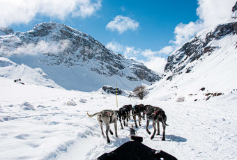 Dog sledding activity with Evolution 2 Val d'Isère.