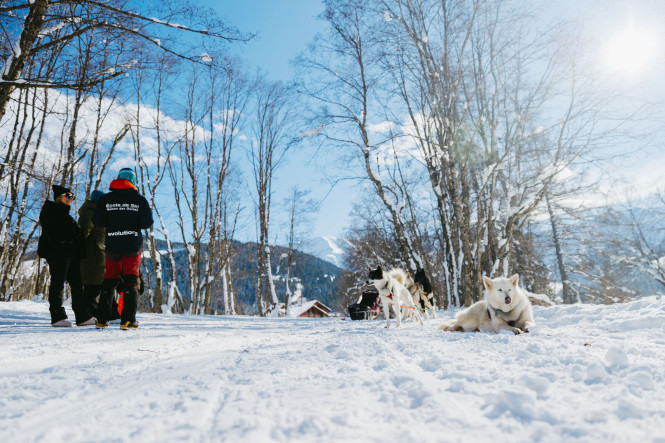 chiens-traineau-activité-musher-tourisme-evolution2