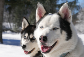 Dogs sledging