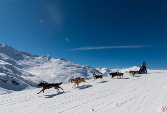 Dog Sledding